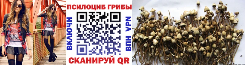 Псилоцибиновые грибы Psilocybe  ссылка на мегу ссылки  Калининск 